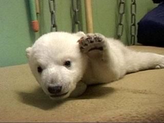 Knut geht´s gut 92327