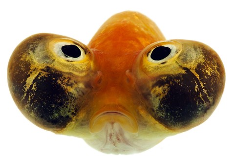 Wenn das Gold redet, dann schweigt die Welt! 463792