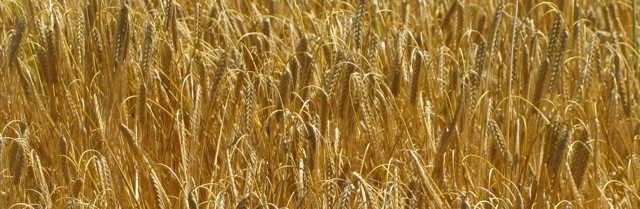 Gold traden - long bzw. short 750899