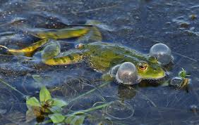 Der USA Bären-Thread 992940