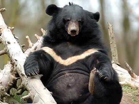 639.DAX Tipp-Spiel, Freitag, 12.10.07 125419