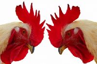 Envio......Entsorgung PCB-haltiger Transformatoren 352919