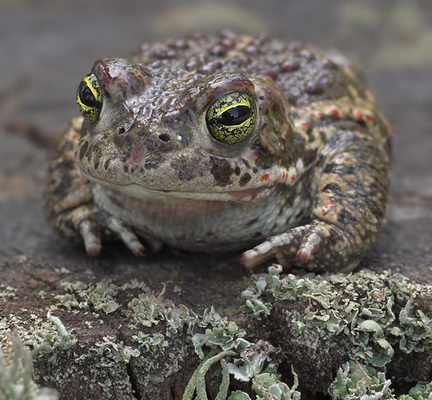 Frühtipper für unser DAX Tippspiel 173700