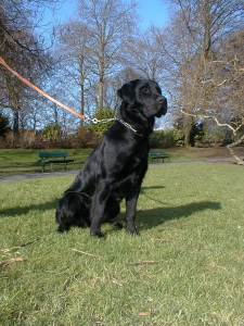 Lycos Europe NOCH gute Kaufkurse! 65072