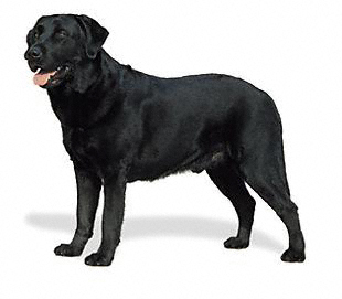 Lycos heruntergeprügelt... 57926
