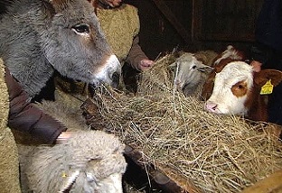 Steinhoff International Holdings N.V. 1029610