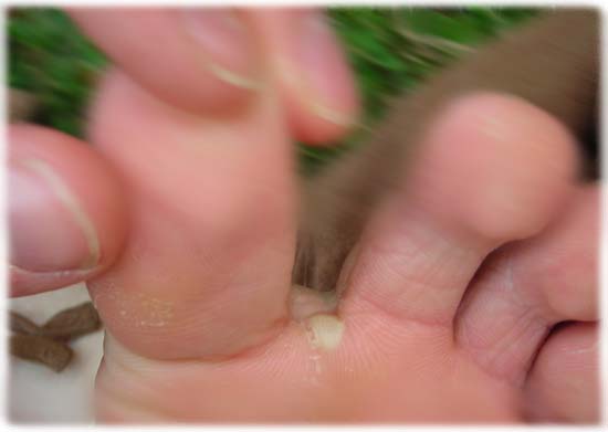 das TÄGLICHE Platzen der Lemming 711 Blase 173091