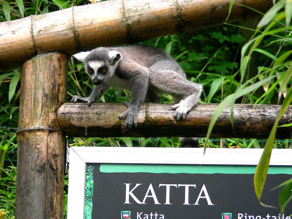 681.DAX Tipp-Spiel, Dienstag, 11.12.07 136052