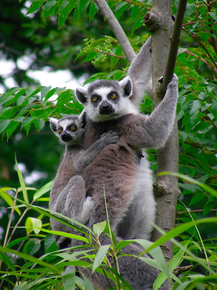 648.DAX Tipp-Spiel, Donnerstag, 25.10.07 127637