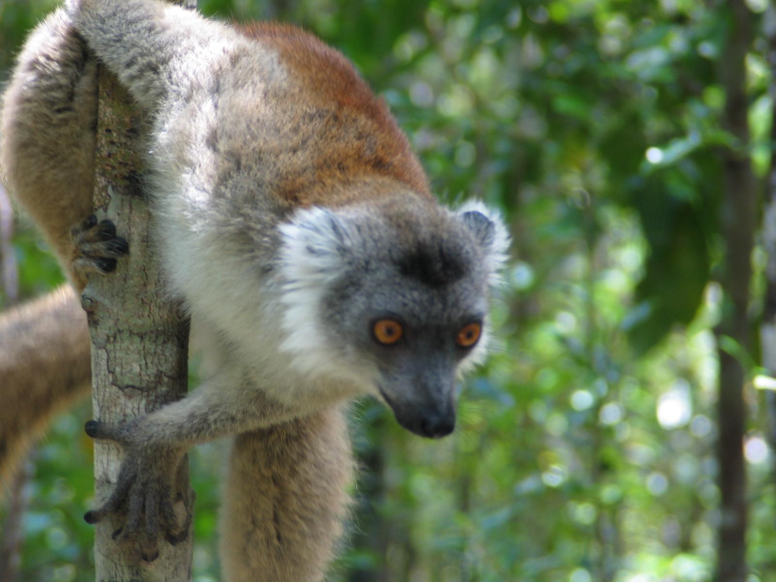 1066.DAX-Tipp-Spiel, Mittwoch 24.06.2009 240654