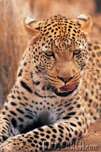 617.DAX Tipp-Spiel, Mittwoch, 12.09.07 119797