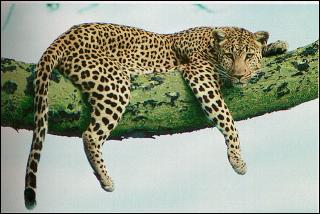 1059.DAX-Tipp-Spiel, Montag 15.06.2009 238348