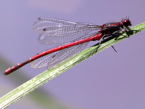 856.DAX-Tipp-Spiel **Freitag** 22.08.08-17.45 Uhr 181583