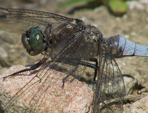 649.DAX Tipp-Spiel, Freitag, 26.10.07 127868