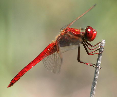 1070.DAX-Tipp-Spiel, Dienstag 30.06.2009 241835