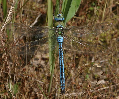 660.DAX Tipp-Spiel, Montag, 12.11.07 130809