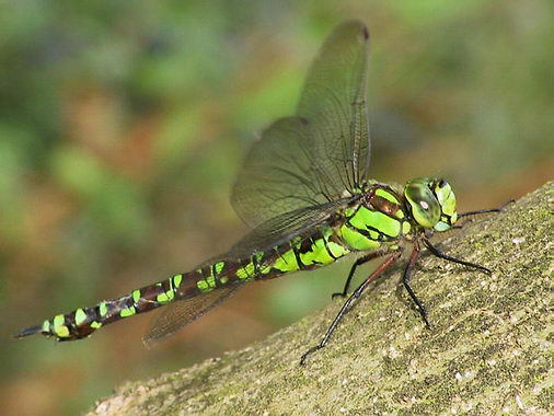 870.DAX Tipp-Spiel *Do* 11.09.08, 17.45 Uhr 185386