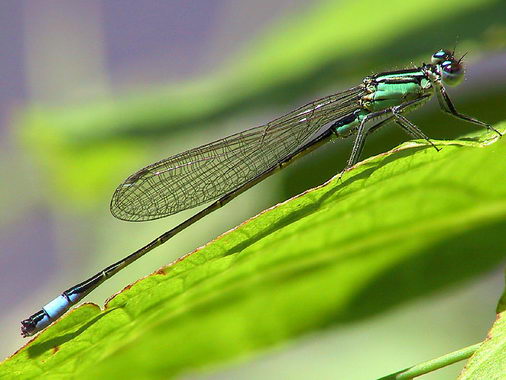 684.DAX Tipp-Spiel, Freitag, 14.12.07 136771