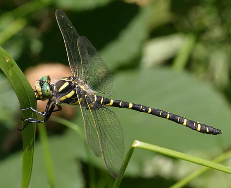 654.DAX Tipp-Spiel, Freitag, 02.11.07 129341