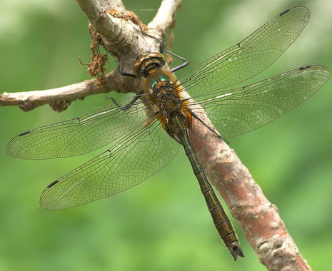 768.DAX Tipp-Spiel, Montag, 21.04.08 160498