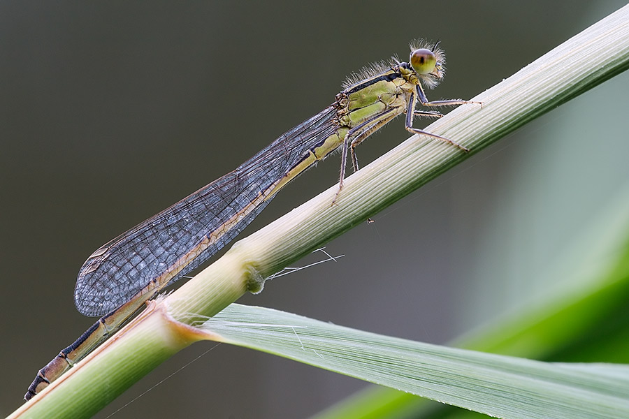 807.DAX Tipp-Spiel, Montag, 16.06.08, 17:45 Uhr 169181