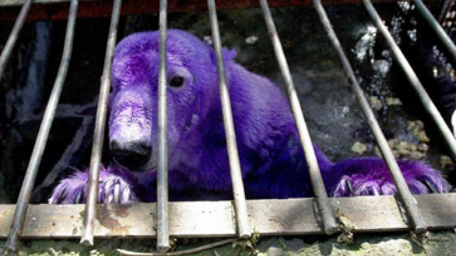 Wirecard 2014 - 2025 1184472