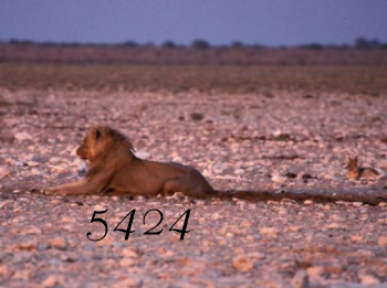 320.DAX Tipp-Spiel, Donnerstag, 13.07.06 46796