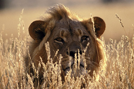 1053.DAX-Tipp-Spiel, Freitag 05.06.2009 236707