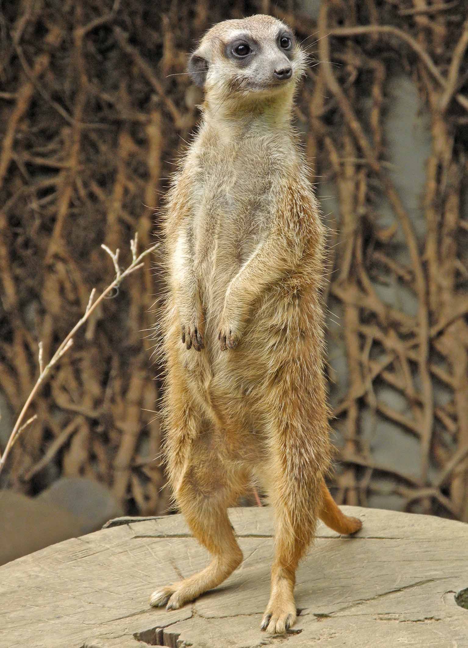 Coop SK Tippspiel (ehem. WMIH) 620776