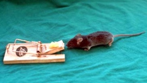 Quo Vadis Dax 2012 - Krise ohne Ende? 530168