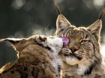 794.DAX Tipp-Spiel, Mittwoch, 28.05.08, 17.45 Uhr 165695