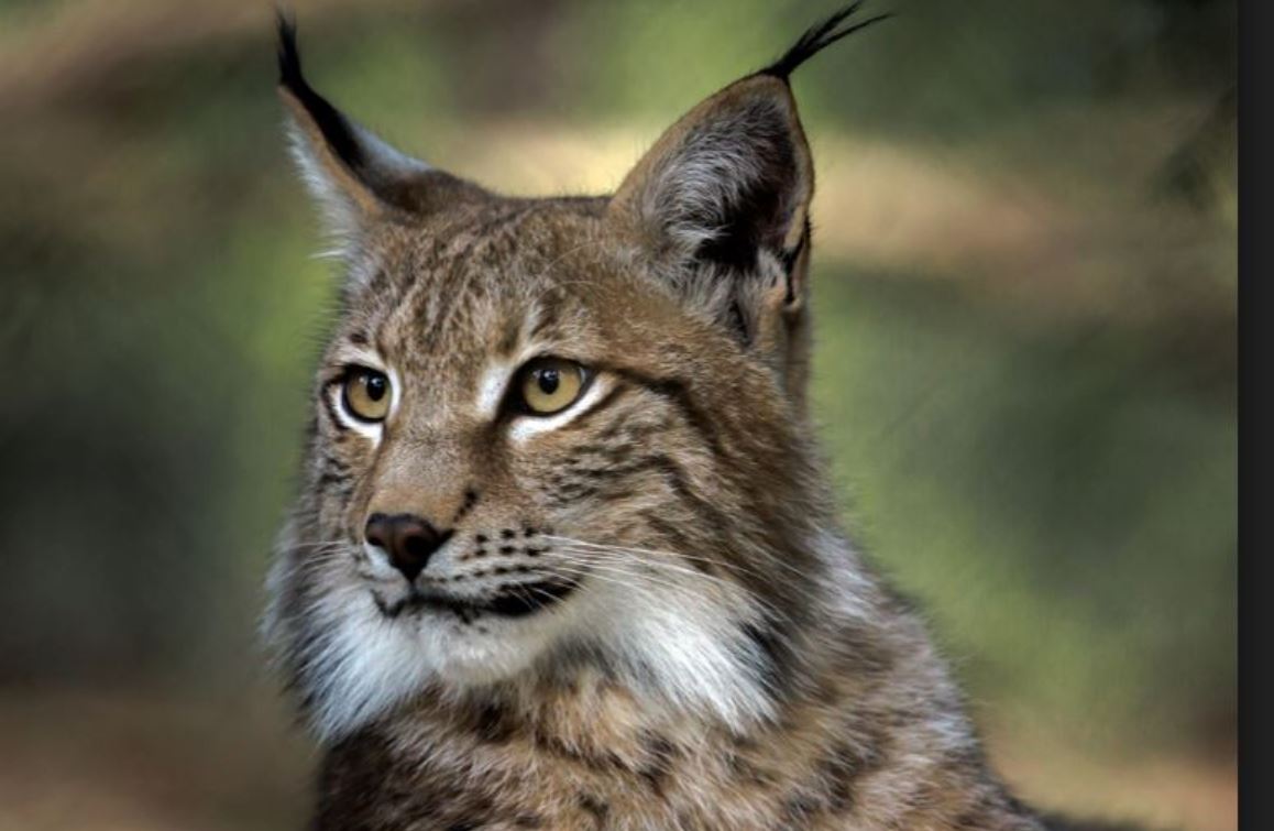 Nel ASA mit neuen Aufträgen aus Frankreich 1099857