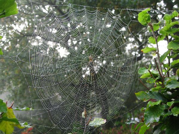 Die Bullen scharren gar nicht mit den Hufen, 189111