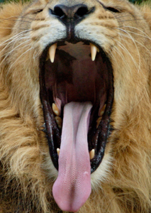 612.DAX Tipp-Spiel, Mittwoch, 05.09.07 118655