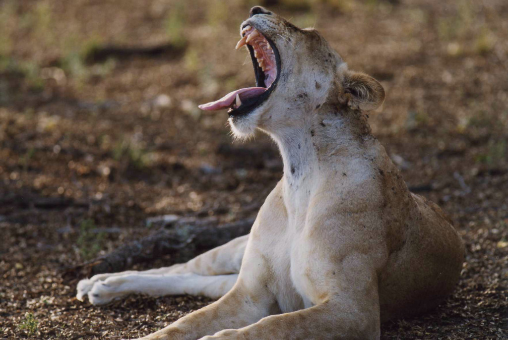 622.DAX Tipp-Spiel, Mittwoch, 19.09.07 120992