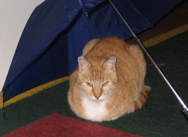 Q-Cells , der Solarzellenriese 190050