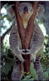 Quo Vadis Dax 2013 - Up, dank Liquidität 600316