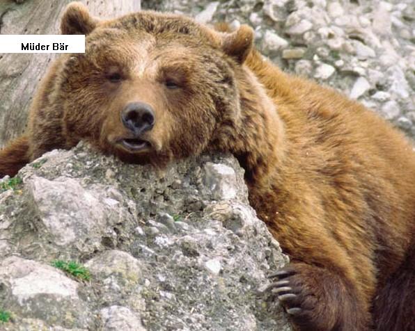 PTT-Trading 46. KW 131485