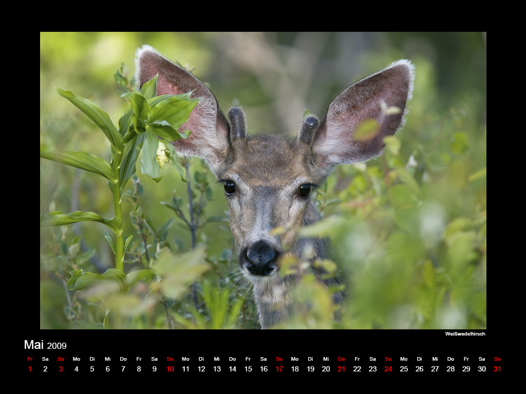 1030.DAX-Tipp-Spiel, Dienstag 05.05.09 231019