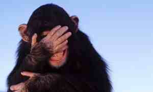 buran & windtamer 403239