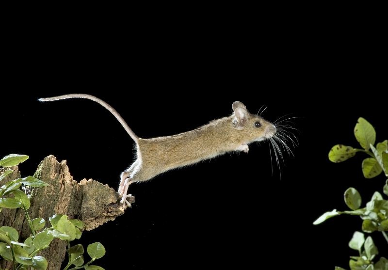 762.DAX Tipp-Spiel, Freitag, 11.04.08 159000