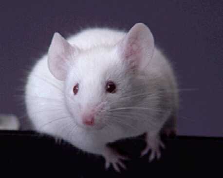 929.DAX Tipp-Spiel *Mittwoch* 03.12.08, 17.45 Uhr 203189