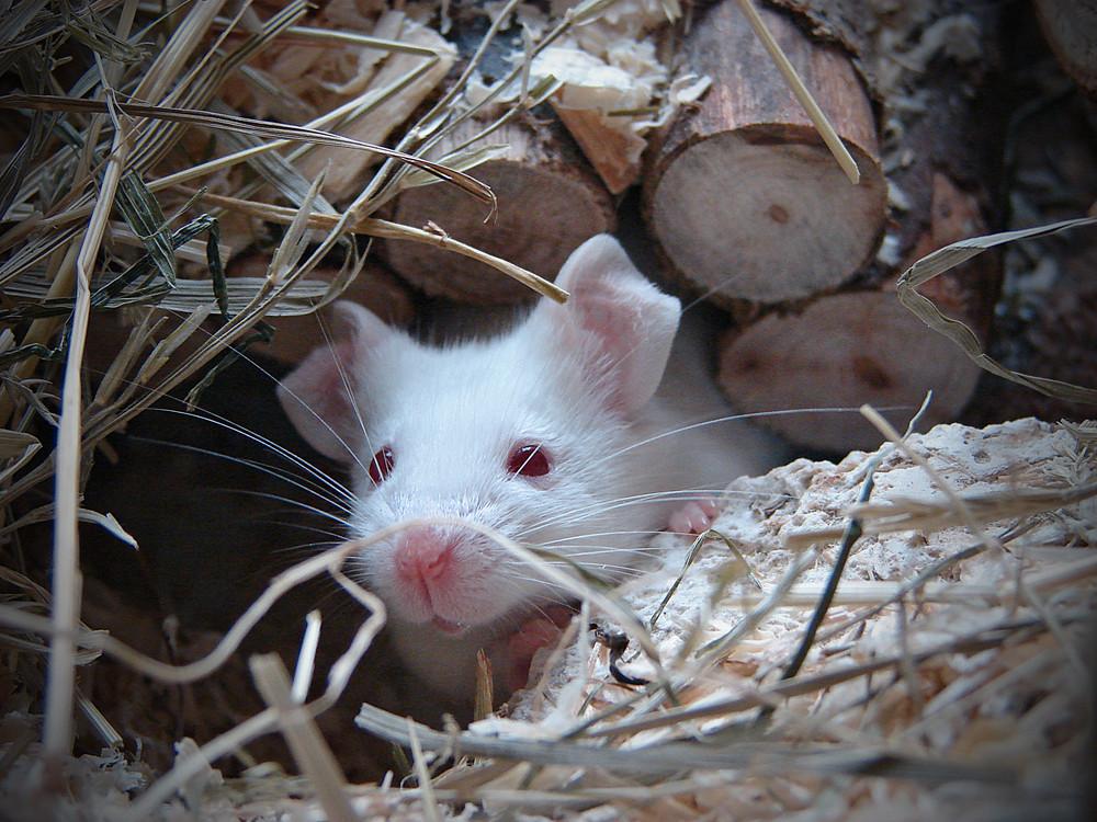 Frühtipper für unser DAX Tippspiel 385512