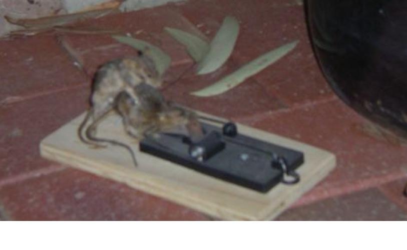 Thompson Creek Metals (Blue Pearl Mng) 88670