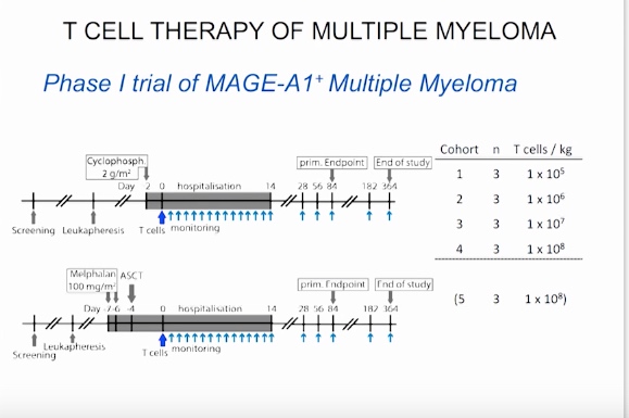 Medigene - Sachliche und fachliche Beiträge 958966