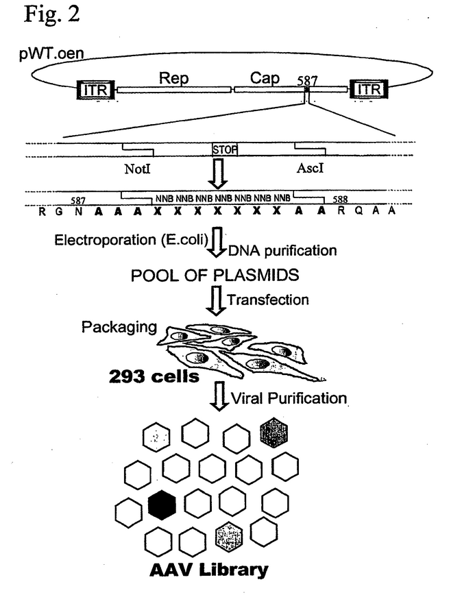 Medigene - Sachliche und fachliche Beiträge 900232