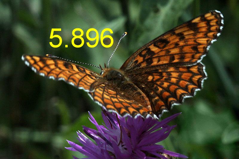 370.DAX Tipp-Spiel, Donnerstag, 21.09.06, 17.45 Uh 58046