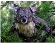 Quo Vadis Dax 2013 - Up, dank Liquidität 644917