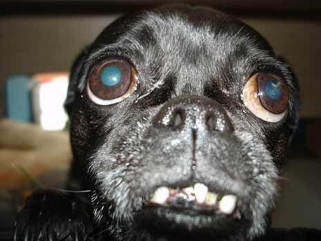 Aqua Society neuer Hype?? 375091