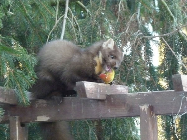 Apple Short Only 831592